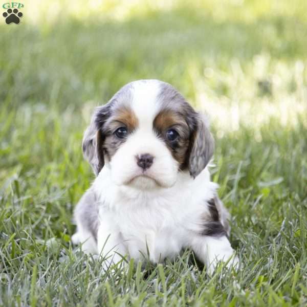 Laurie, Cavalier King Charles Spaniel Puppy